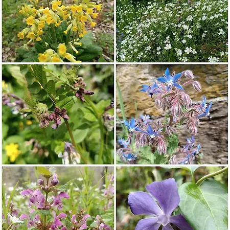 Le Castellou Frühstückspension Conques