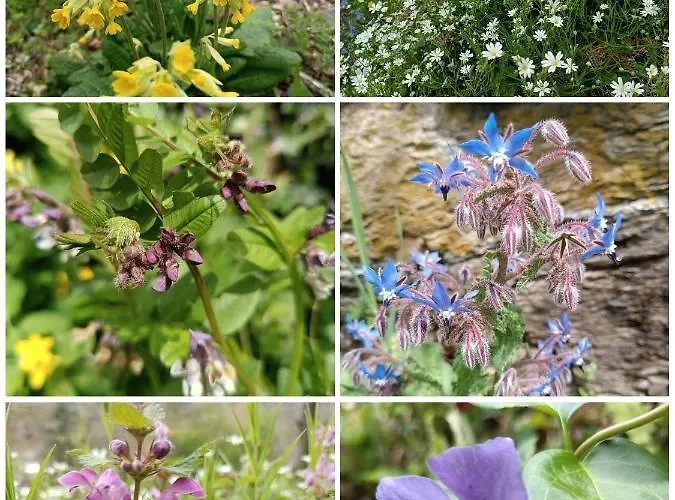 Le Castellou ベッド・アンド・ブレックファスト コンク